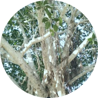 সজীব