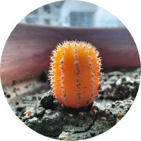 mafruha sultana