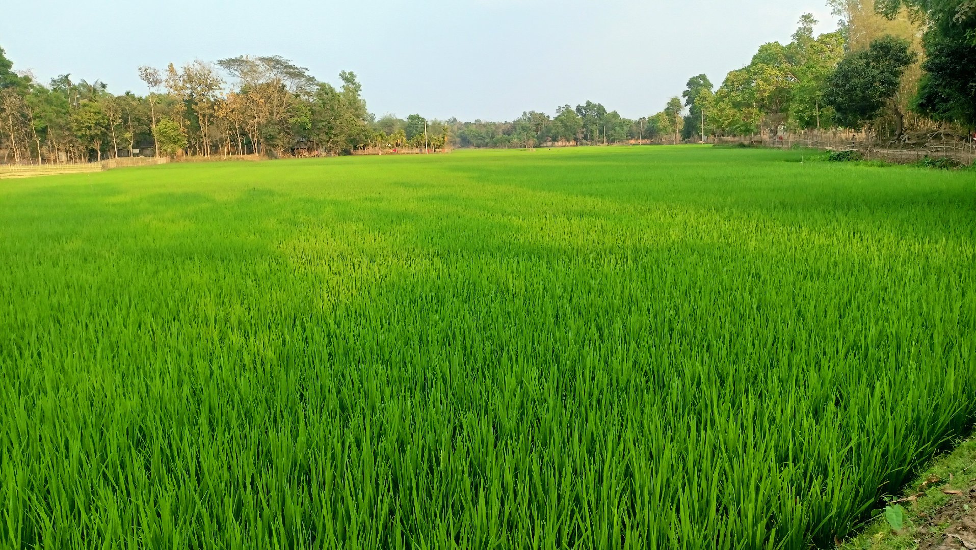 SHEIKH AL MAHDI BIN ROUF