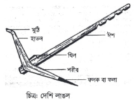 Ледибойдың жақыннан түсірілген суреті